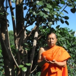 201911 bodhi tree4.jpg